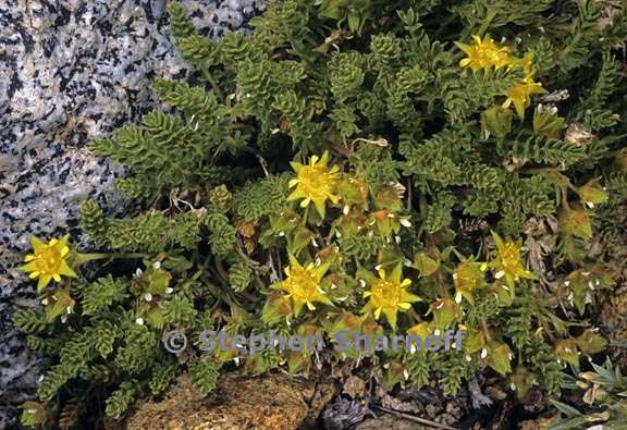 ivesia shockleyi var shockleyi 1 graphic